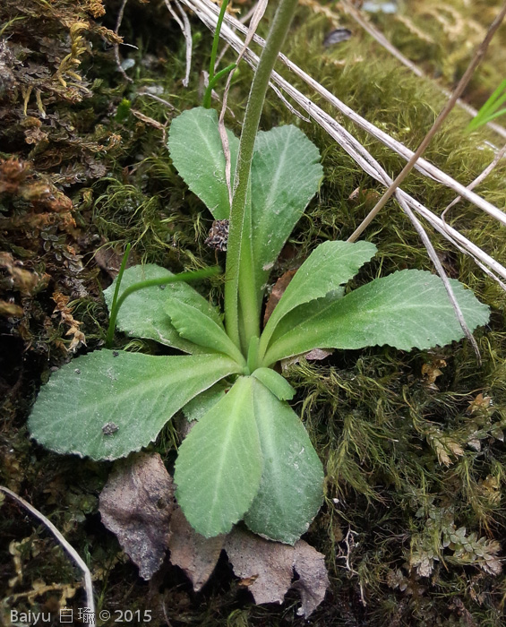 <i>Primula stenocalyx </i>