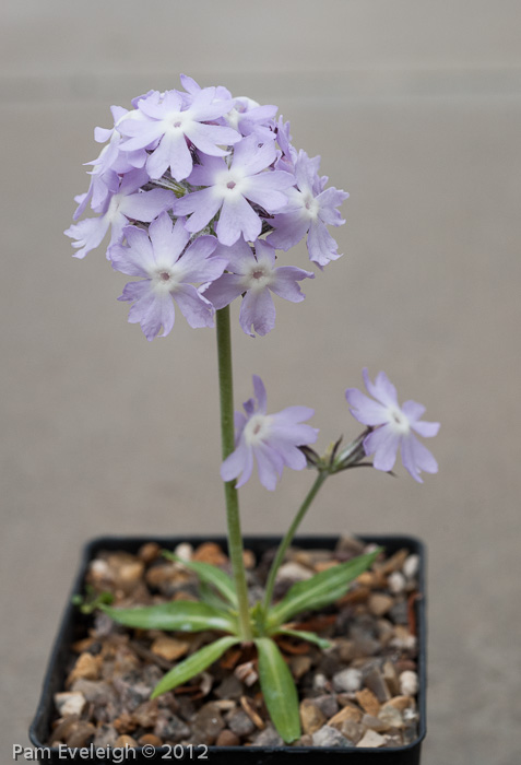 <i>Primula stenocalyx </i>