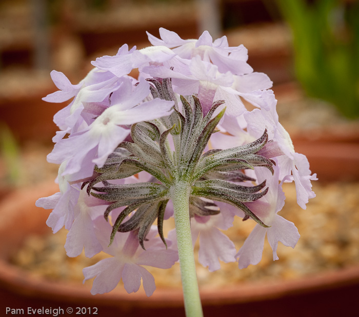 <i>Primula stenocalyx </i>