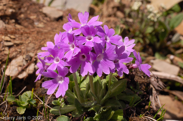 <i>Primula stenocalyx </i>