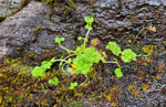 <i>Primula stirtoniana </i>