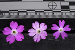 <i>Primula stirtoniana </i>