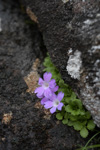 <i>Primula stirtoniana </i>