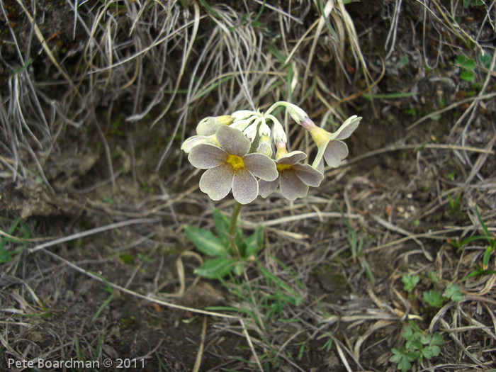 P. calderiana x P. strumosa