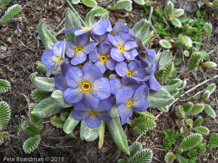 P. calderiana x P. strumosa