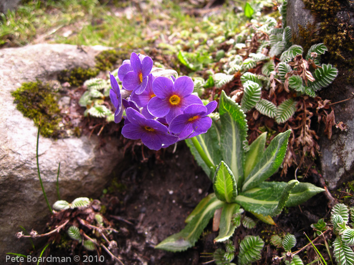 P. calderiana x P. strumosa