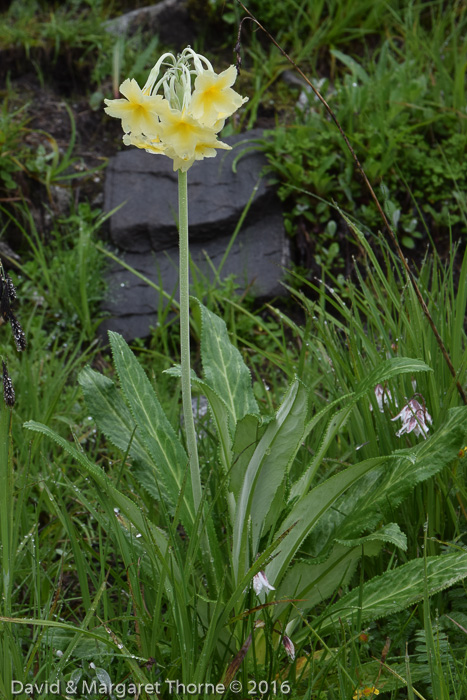 <i>Primula stuartii </i>