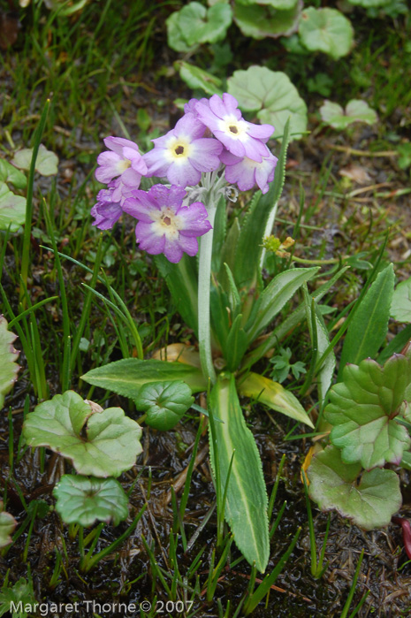 <i> P. macrophylla var moorcroftiana X P. stuartii </i>