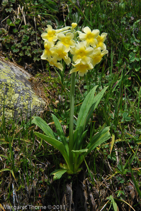 <i>Primula stuartii </i>