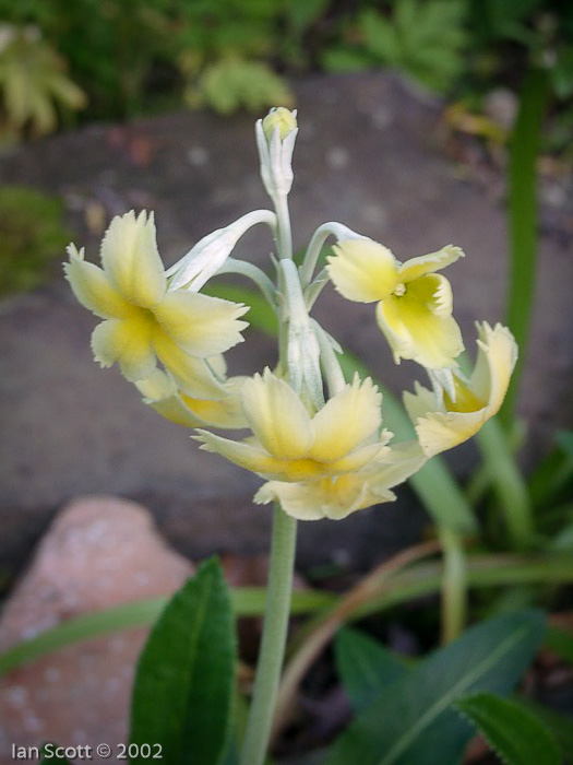 <i>Primula stuartii </i>