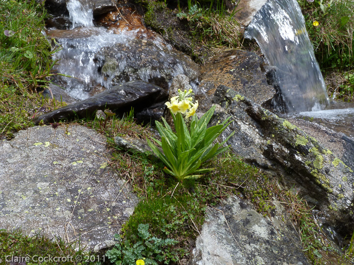 <i>Primula stuartii </i>