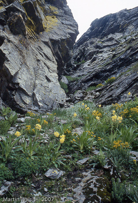 <i>Primula stuartii </i>