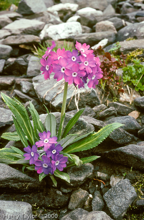 <i> P. macrophylla var moorcroftiana X P. stuartii </i>