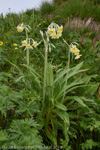 <i>Primula stuartii </i>