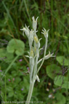 <i>Primula stuartii </i>