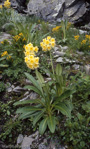 <i>Primula stuartii </i>