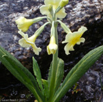 <i>Primula stuartii </i>