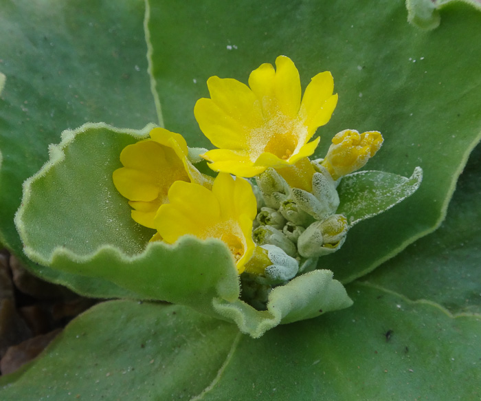 <i>Primula subpyrenaica </i>