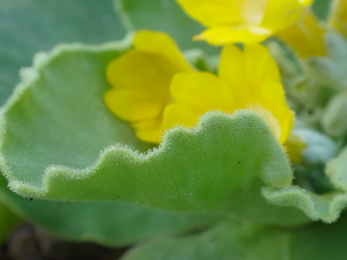 <i>Primula subpyrenaica </i>