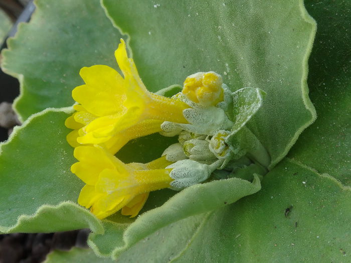 <i>Primula subpyrenaica </i>