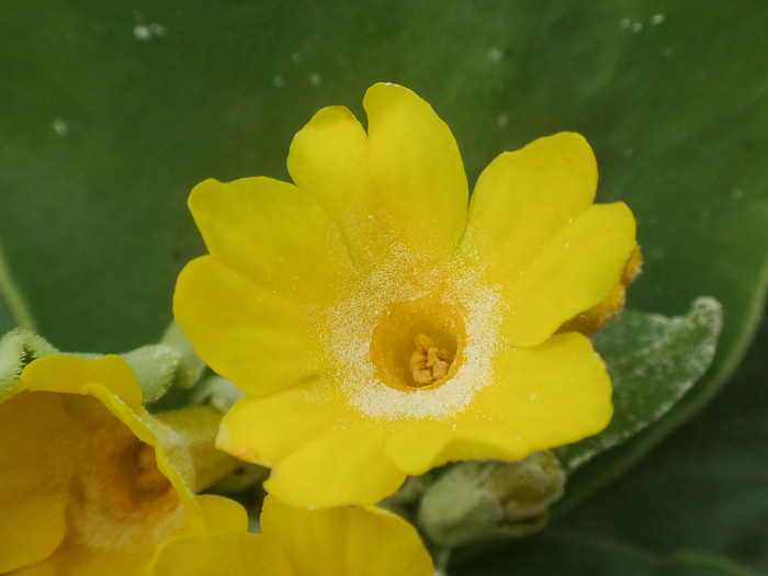 <i>Primula subpyrenaica </i>