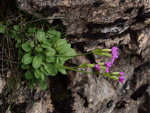<i>Primula sunhangii </i>