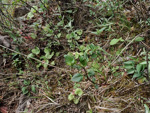 <i>Primula surculosa </i>