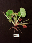 <i>Primula surculosa </i>