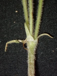 <i>Primula surculosa </i>
