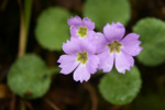 <i>Primula surculosa </i>