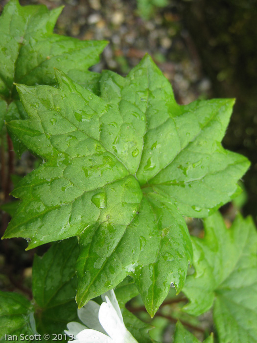 <i>Primula takedana </i>