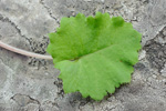 inner leaf, 