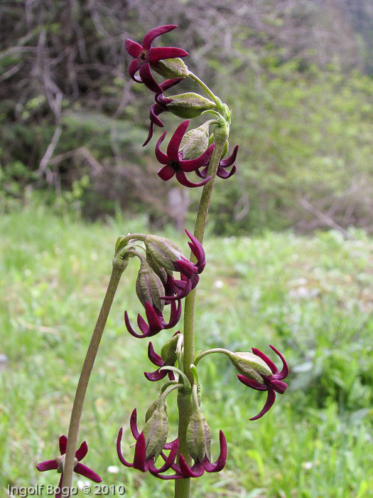 <i>Primula tangutica </i>