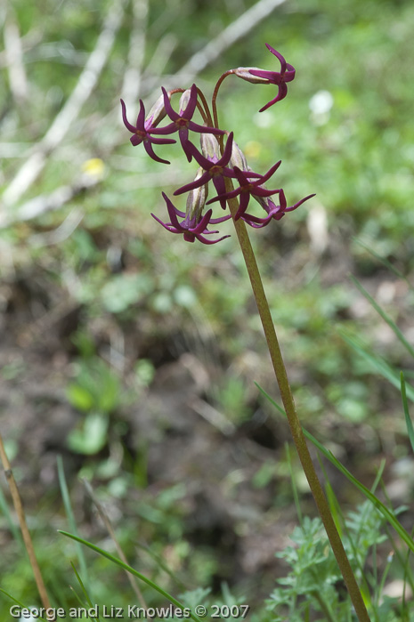 <i>Primula tangutica </i>