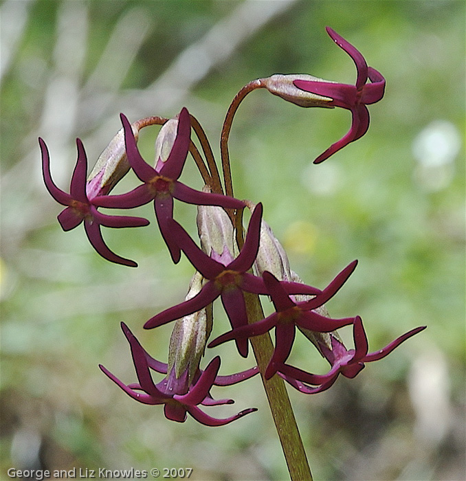 <i>Primula tangutica </i>