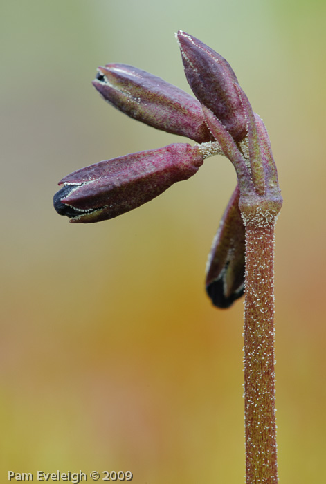 <i>Primula tangutica </i>