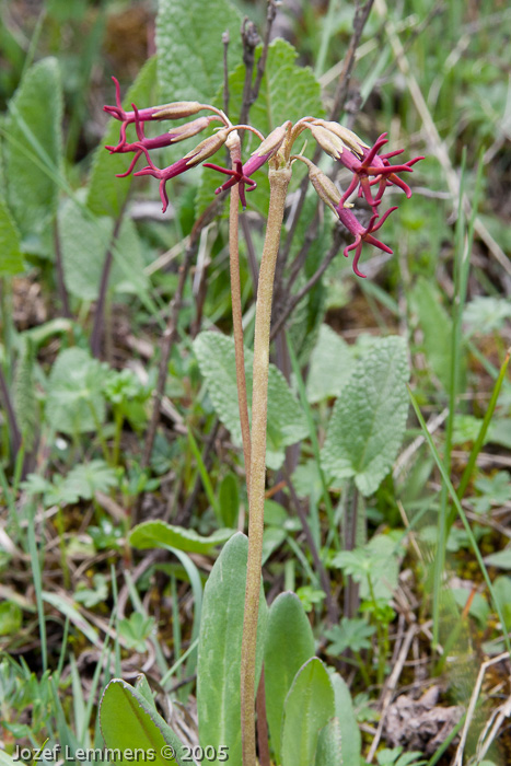 <i>Primula tangutica </i>