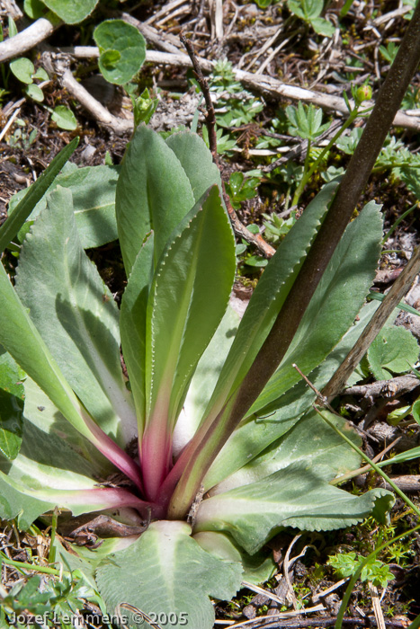 <i>Primula tangutica </i>