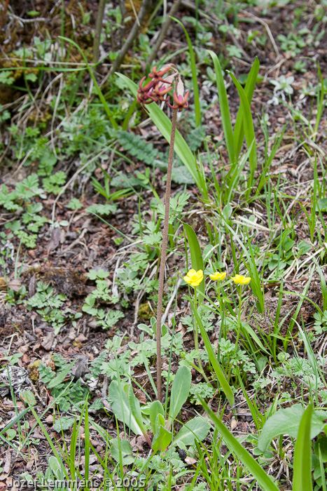 <i>Primula tangutica </i>