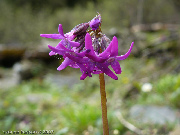 <i>Primula tangutica </i>