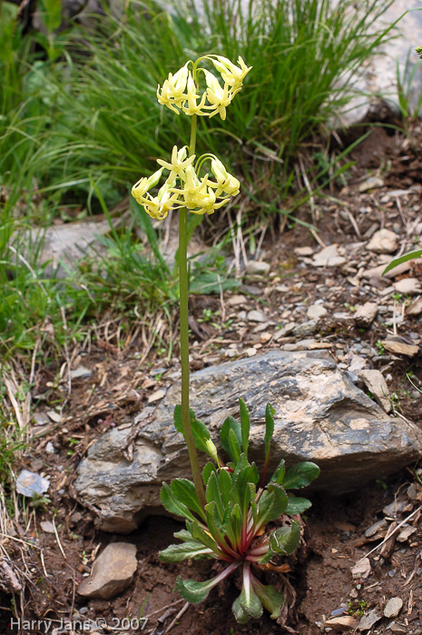 <i>Primula tangutica var flavescens </i>