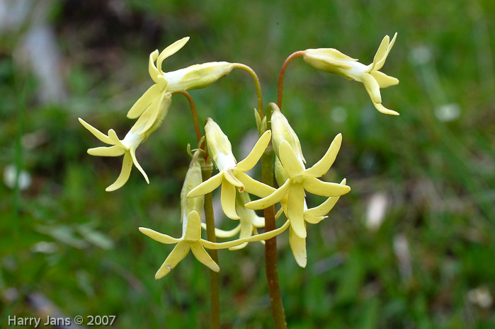 <i>Primula tangutica var flavescens </i>