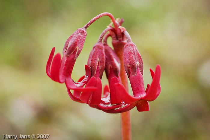 <i>Primula tangutica </i>