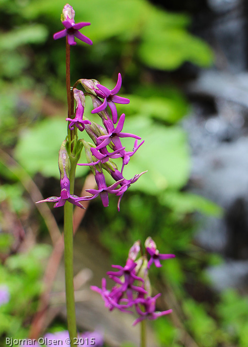 <i>Primula tangutica </i>