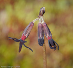 <i>Primula tangutica </i>