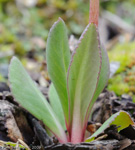 <i>Primula tangutica </i>