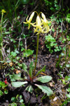 <i>Primula tangutica var flavescens </i>