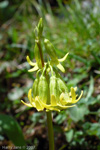 <i>Primula tangutica var flavescens </i>