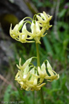 <i>Primula tangutica var flavescens </i>