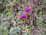 <i>Primula tangutica </i>